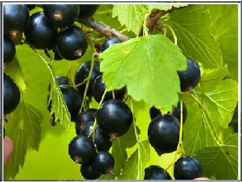 Смородина геркулес (геракл) чёрная: описание сорта с фото, урожайность, вкусовые качества
