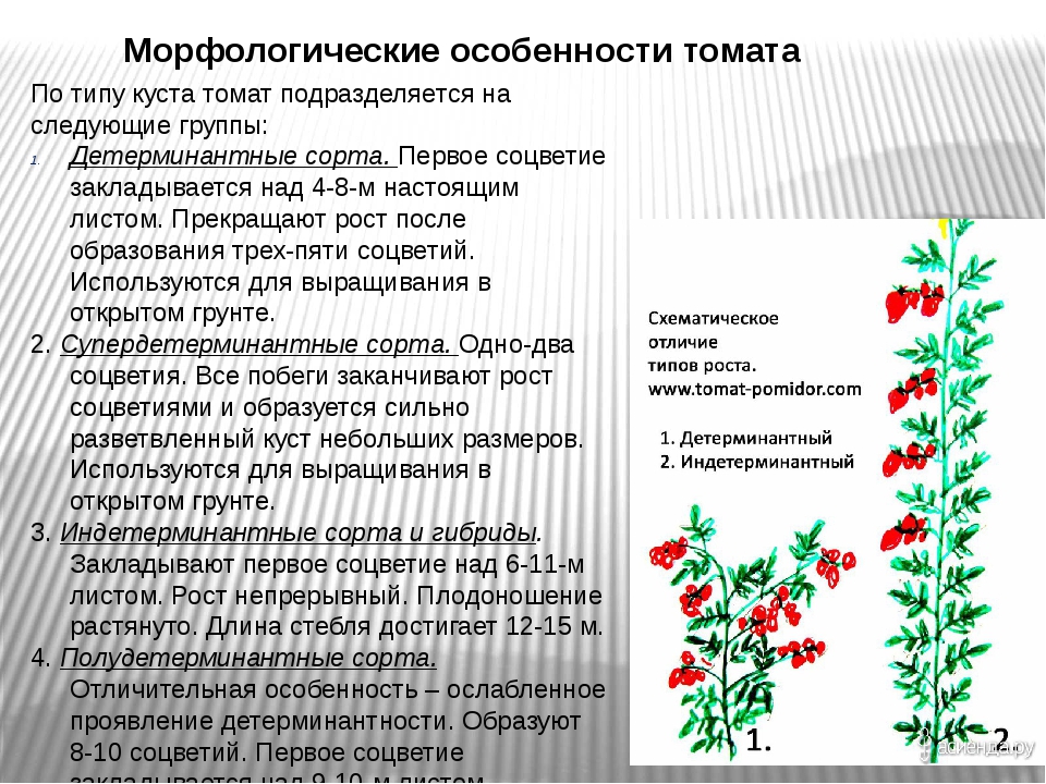 Что такое полудетерминантые сорта томатов, особенности и правила выращивания