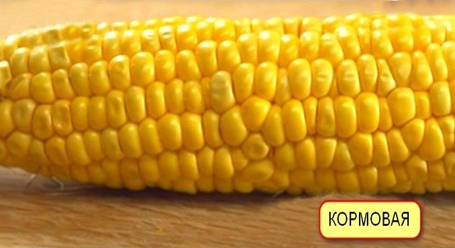 Кукуруза фуражная кормовая: лучшие сорта, как отличить от пищевой