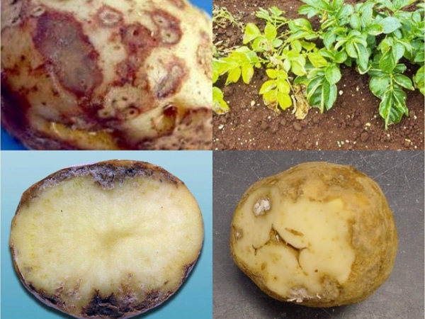 Как выглядит нематода на картофеле фото