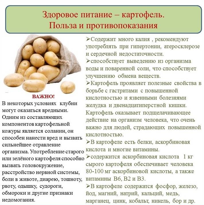 Картофель: польза и вред, свойства для организма и здоровья человека