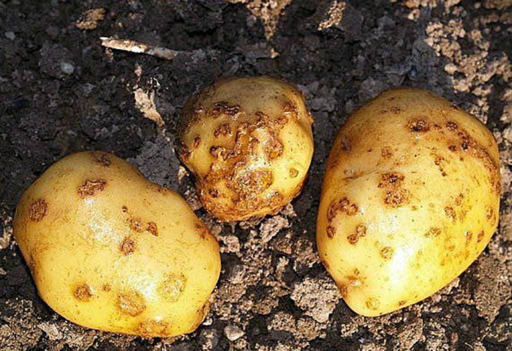 Коварная нематода картофеля: признаки поражения, методы борьбы и профилактики