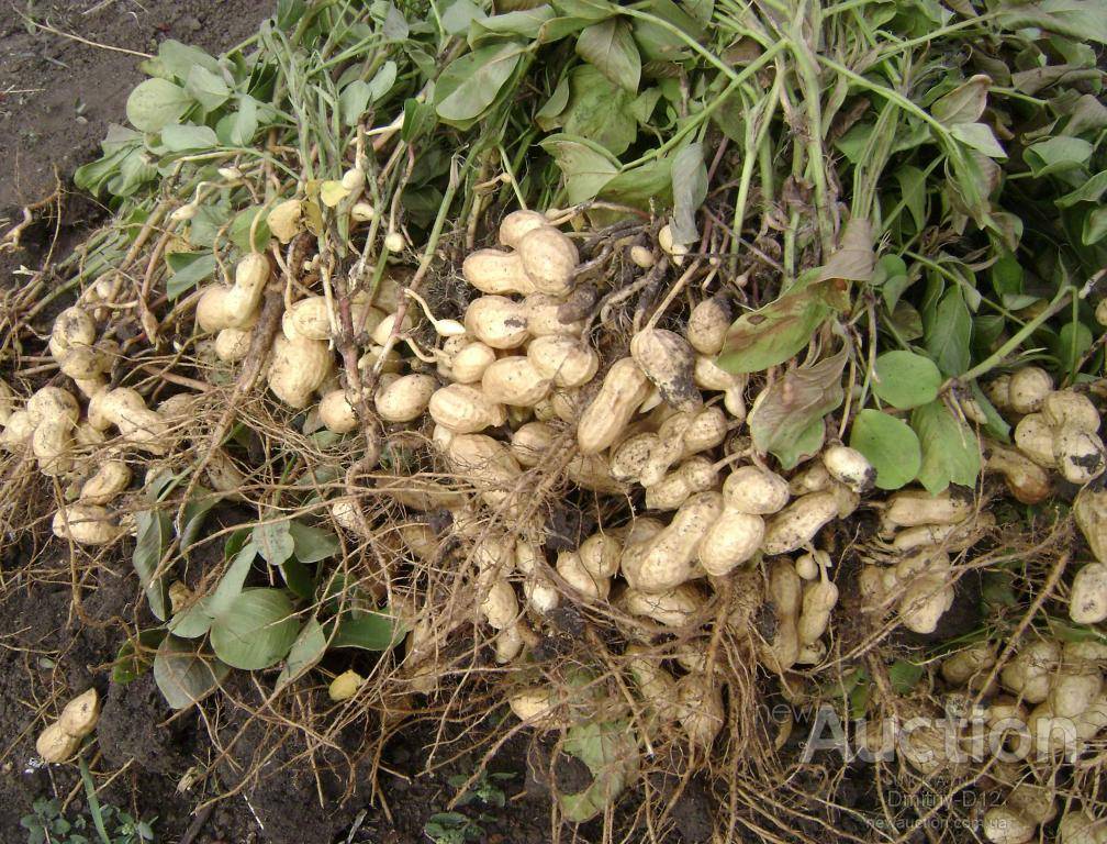 Богатый урожай вкусного и полезного арахиса на даче – это возможно! как вырастить земляной орех в средней полосе?