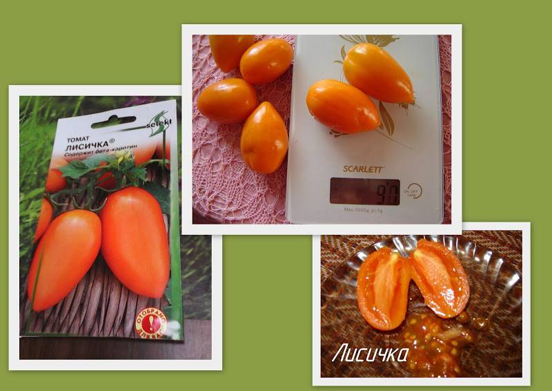 Томат лисичка характеристика и описание сорта с фото и видео, урожайность помидора, отзывы тех, кто сажал семена