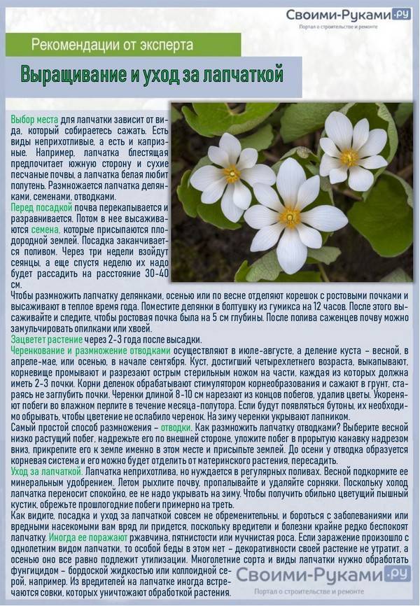 Лапчатка кустарниковая фото и описание уход и выращивание