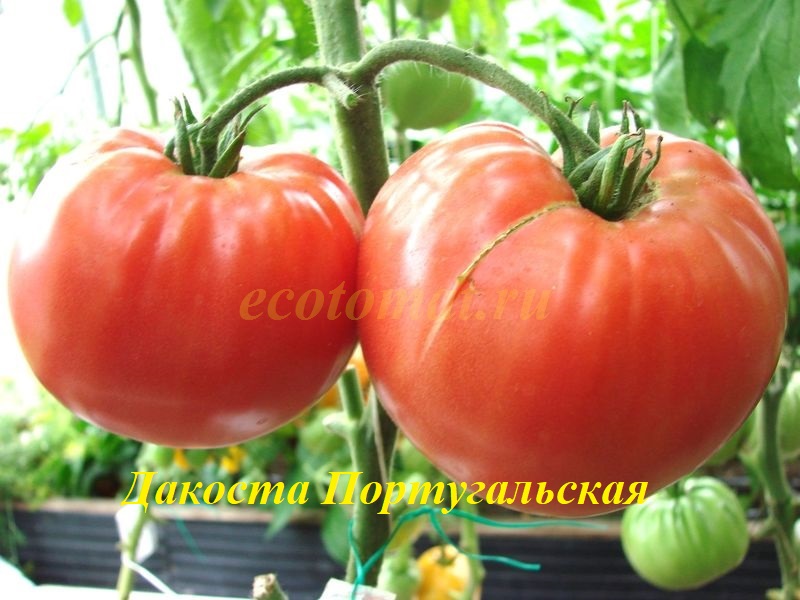 Привлекательный сорт с характером — томат дакоста португальская: детальное описание помидоров