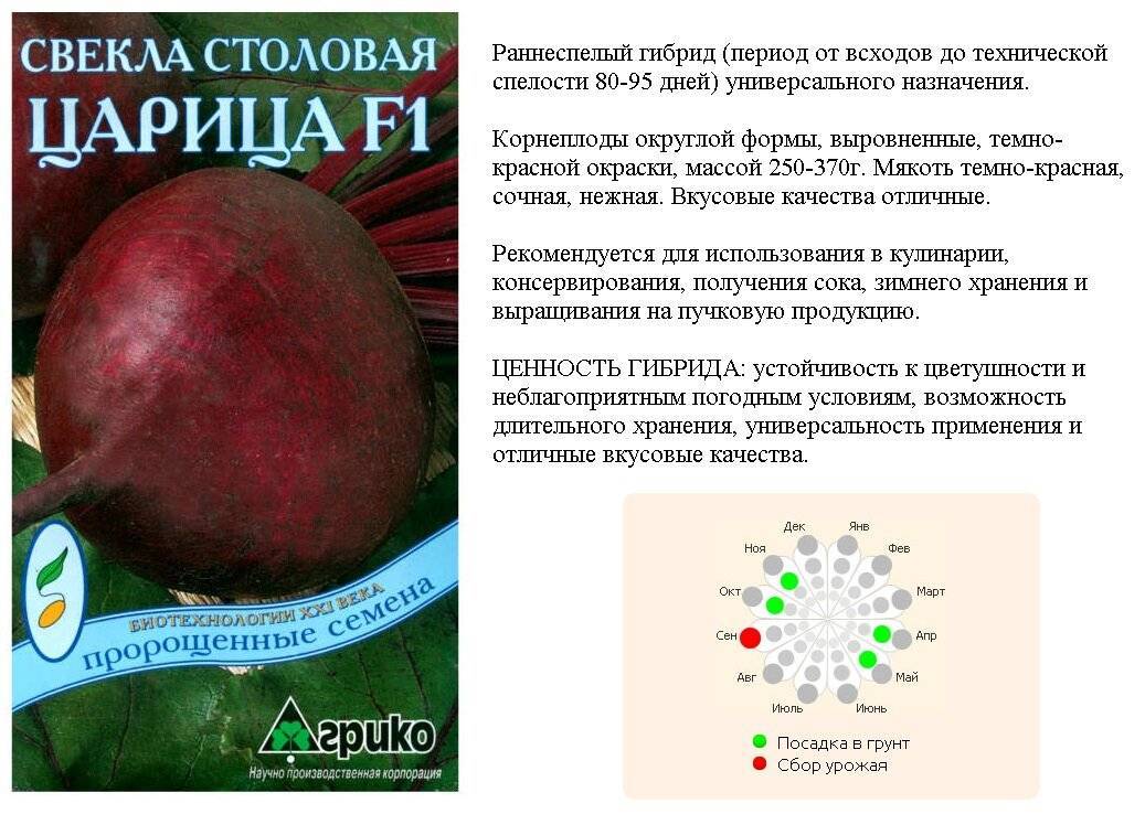 Схема посадки красной свеклы