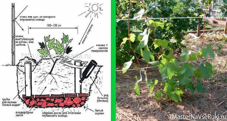 Пересадка винограда на новое место осенью – как не угробить куст