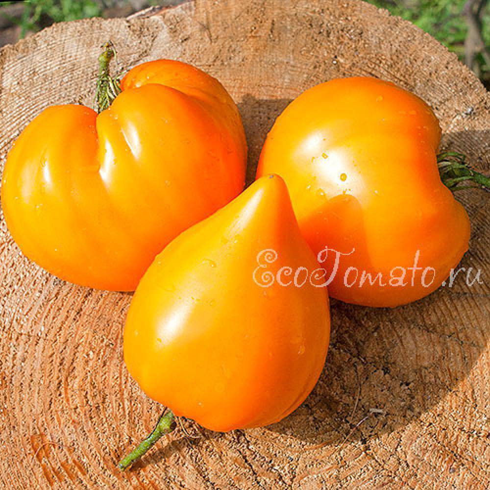 Семена:томат лискин нос /fox nose/оранжевое сердце/. томат, семена овощей. , , . продажа и доставка по краснодару и россии.