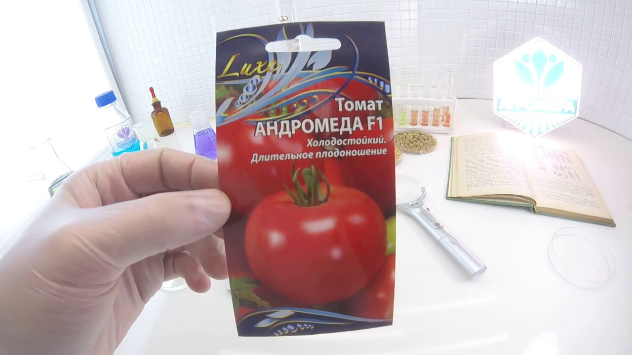 Оттенки цвета и вкуса помидоров «андромеда» — характеристика сорта, особенности ухода, советы по выращиванию