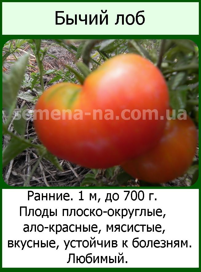 Сорт красного томата «бычий лоб»: описание, уход и сбор урожая