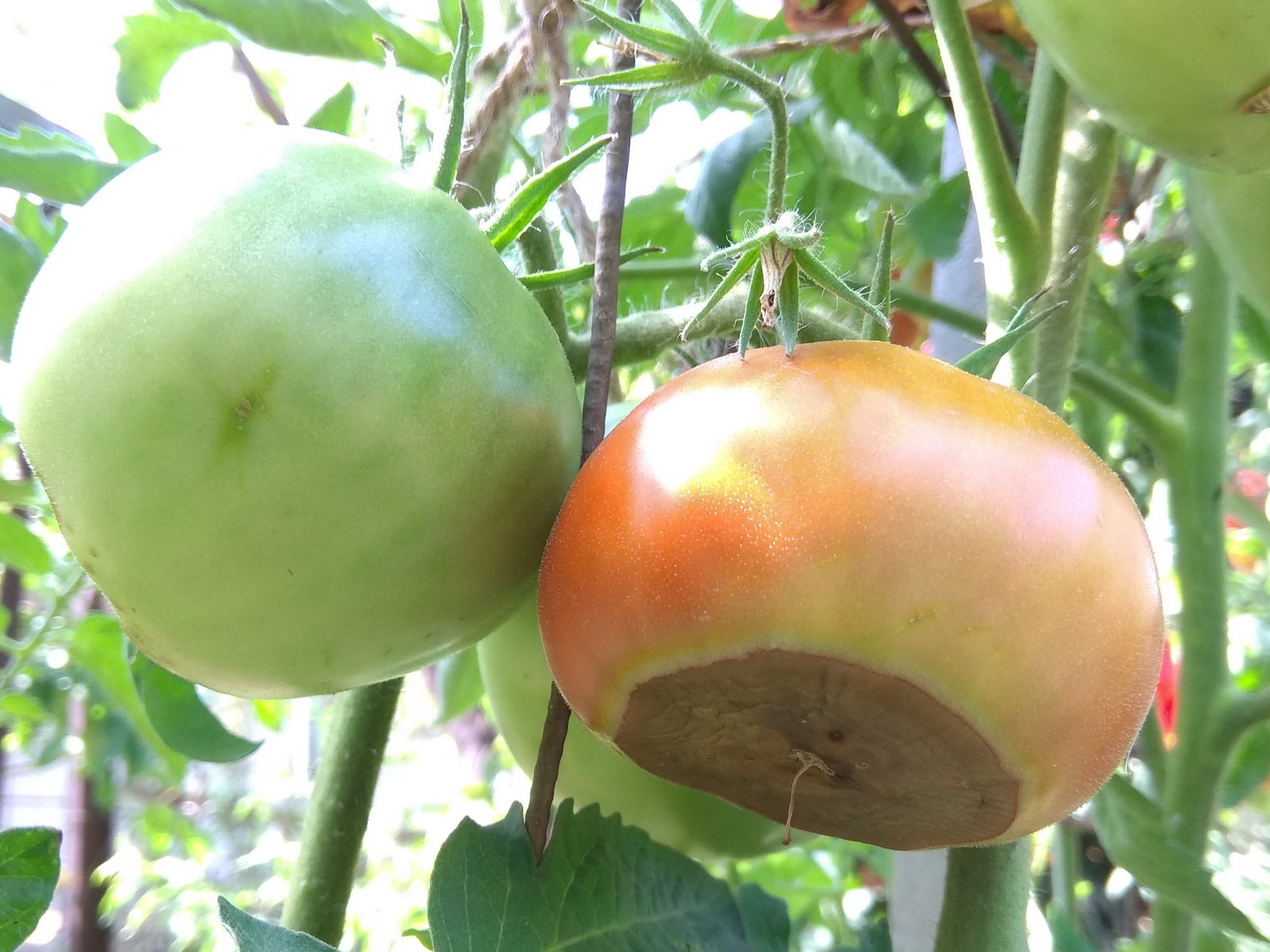 Почему у томатов чернеют кончики плодов причины, лечение, профилактика