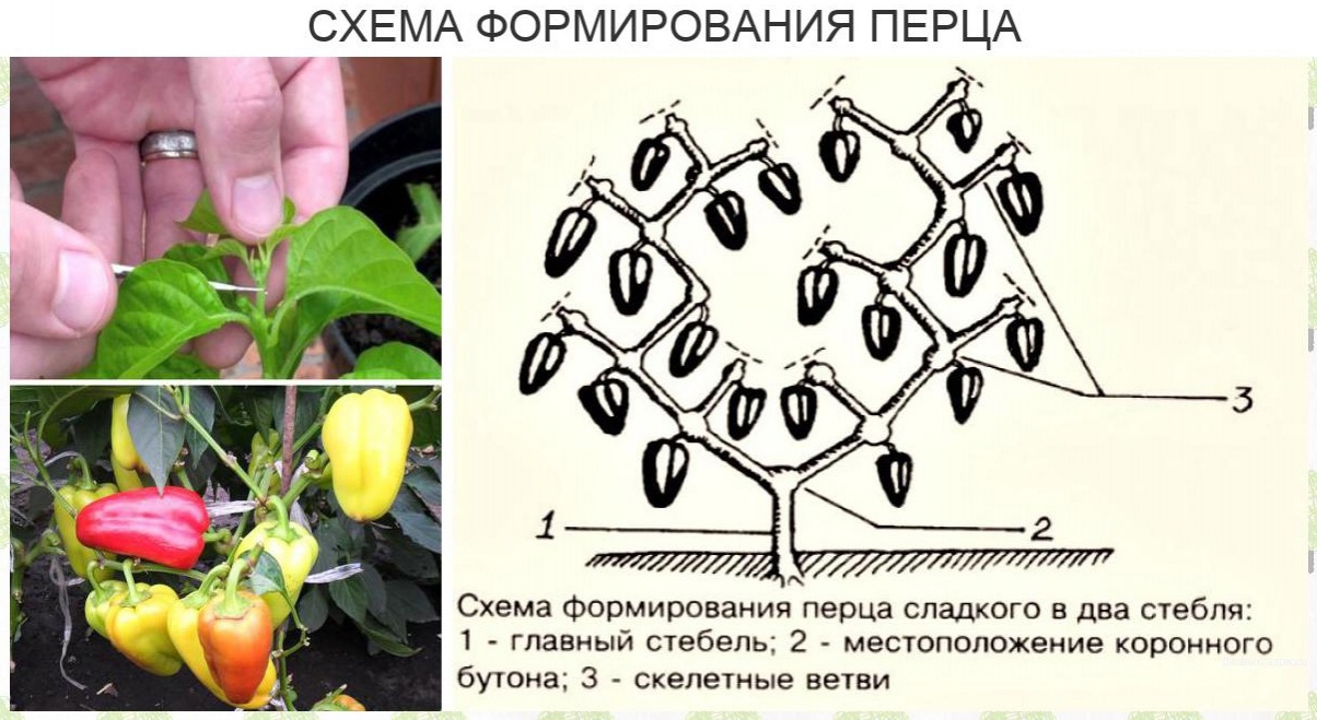 Схема формирования перцев в теплице рисунок