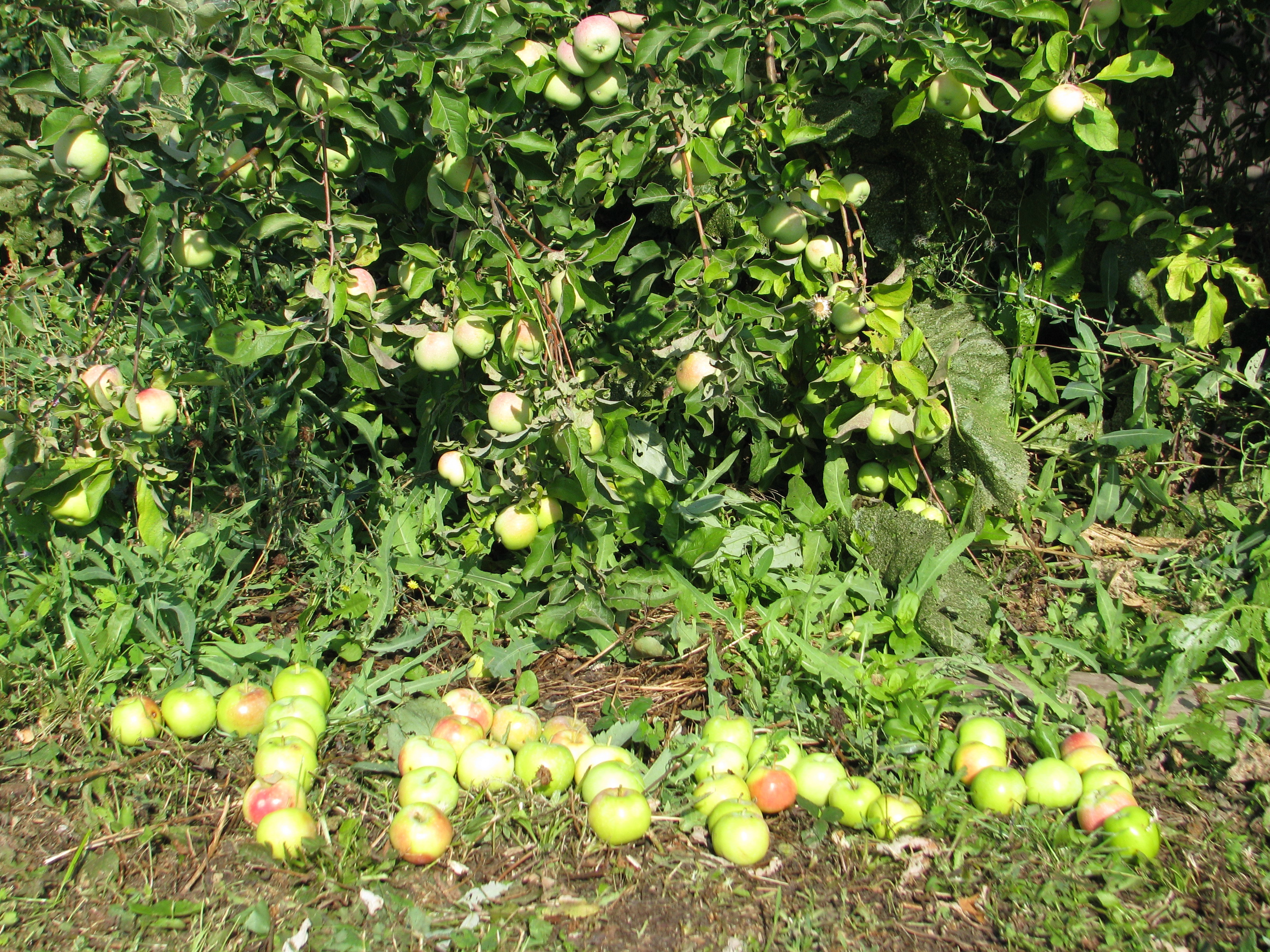 Яблоня яблочный спас: фото и описание сорта, отзывы | tele4n.net
