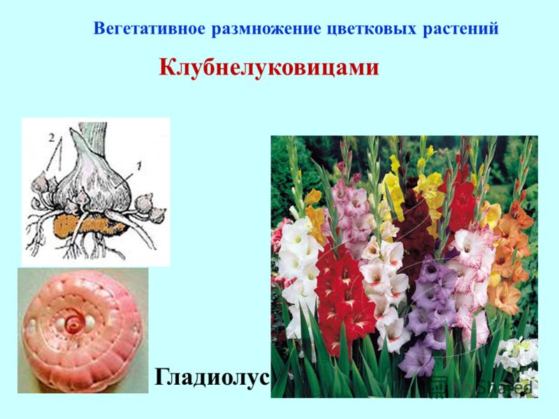 Вопрос о переопылении гладиолусов  лазаревич тамара mirgladiolus.ru мир гладиолусов