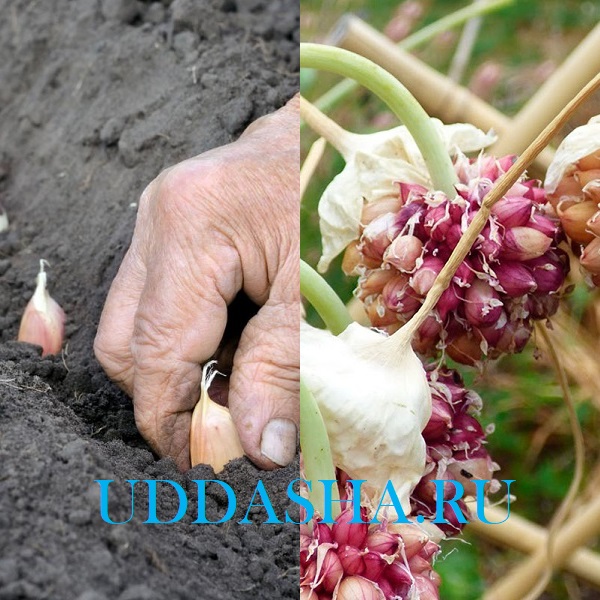 Выращивание чеснока из бульбочек в открытом грунте, как сажать семена и ухаживать за ним