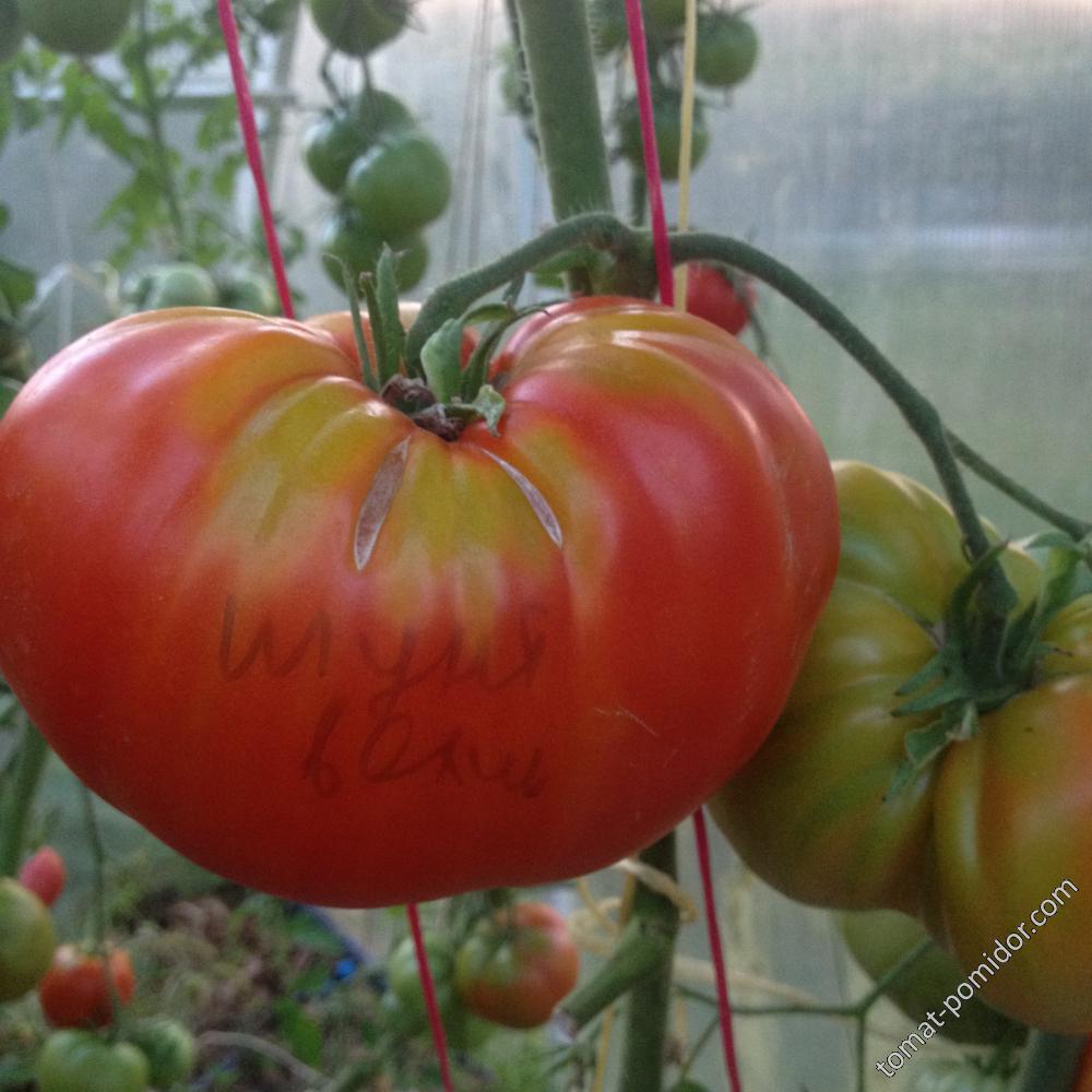 Томат шунтукский великан: описание сорта помидора и уход за ним