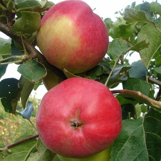 Превосходный вкус и хорошая зимостойкость характеризуют сорт июльский черненко