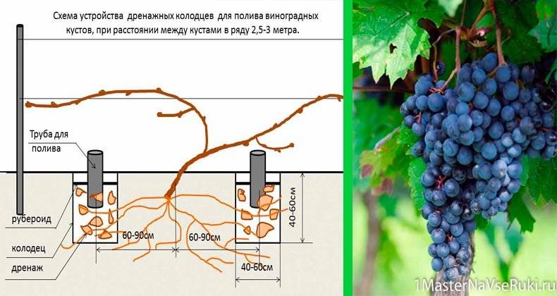 Описание сорта винограда столетие и советы по выращиванию
