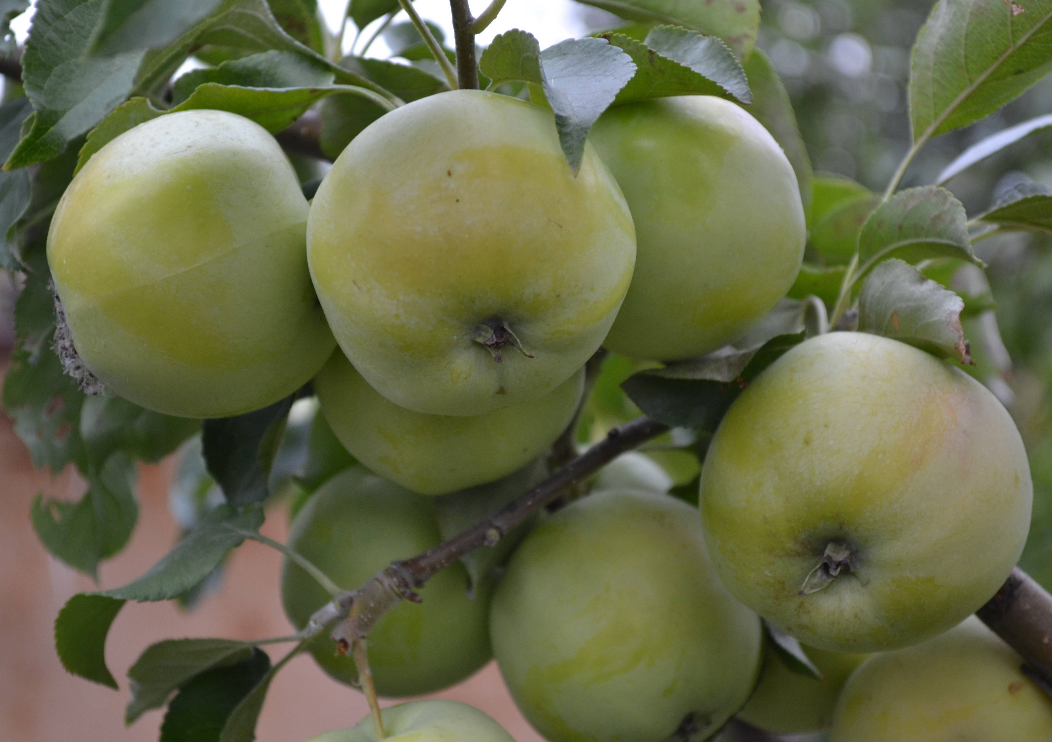 Яблоня башкирская красавица: описание сорта, особенности выращивания, отзывы, как выглядят яблоки на фото?