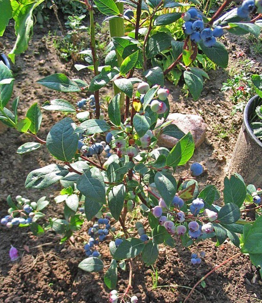 Особенности садовой черники: правила посадки, выращивания и размножения