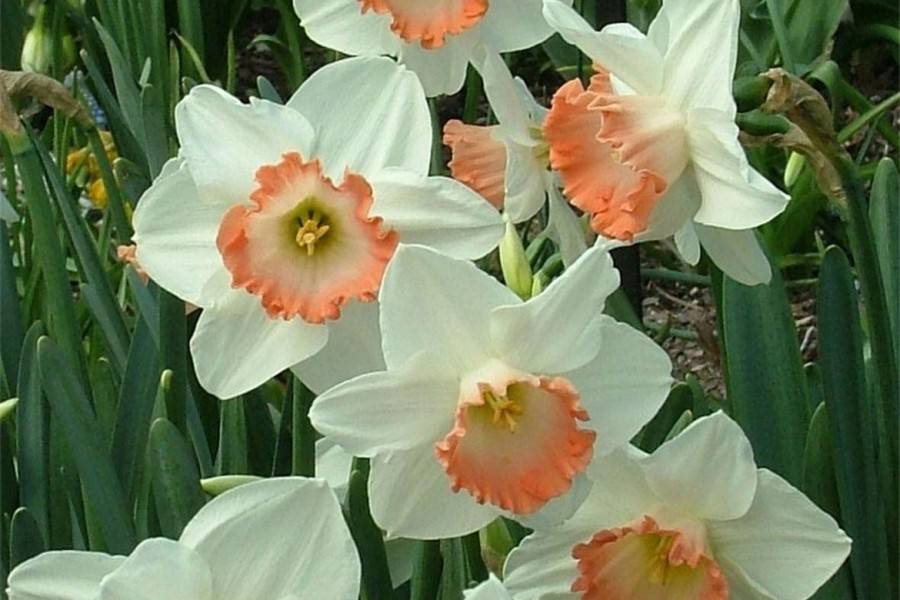 Нарцисс обдам: описание и характеристики сорта, правила посадки и ухода