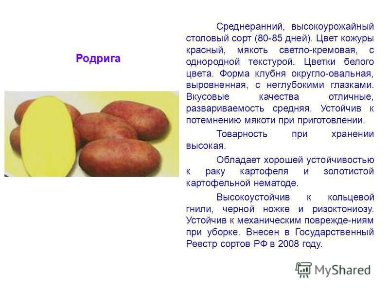 Характеристики сортов картофеля белорусской селекции