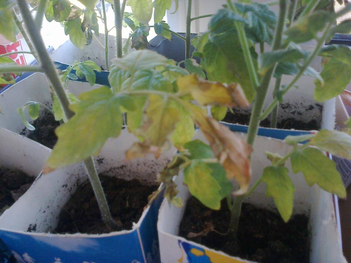 У рассады помидор желтеют и опадают нижние листья, что делать