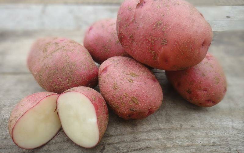 Характеристика сорта картофеля беллароза