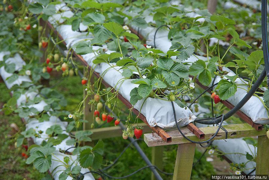 Технология выращивания клубники в теплице круглый год