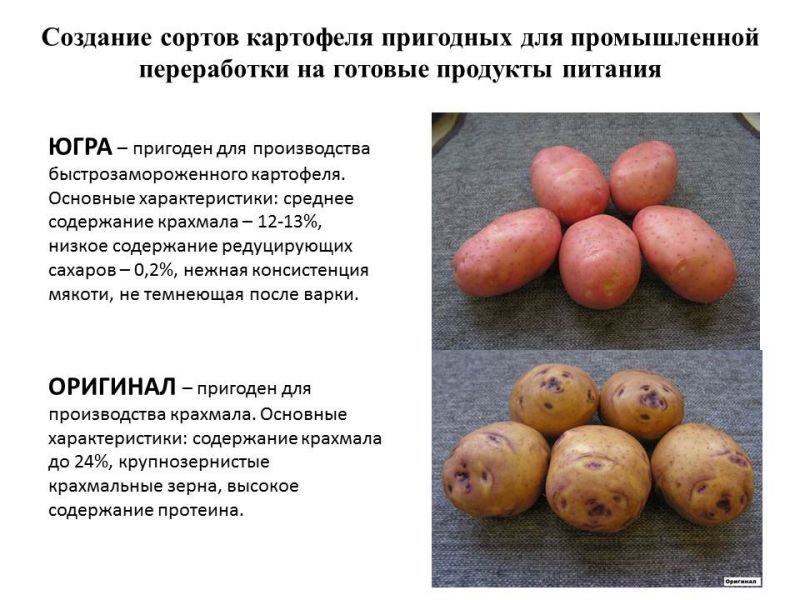 Сорт картофеля крепыш: характеристика, особенности ухода, отзывы
