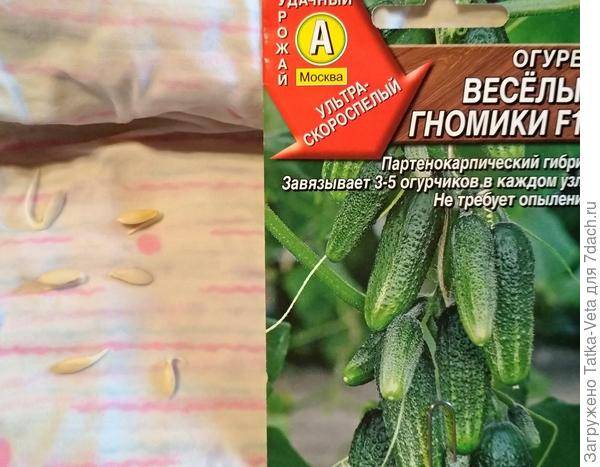 Огурец веселые гномики: описание сорта, фото, отзывы