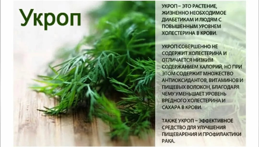 Семена укропа: лечебные свойства и противопоказания для здоровья человека