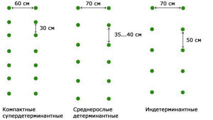 Схема высадки рассады томатов в открытый грунт