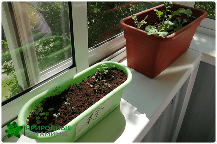 Руккола: выращивание на огороде и на подоконнике