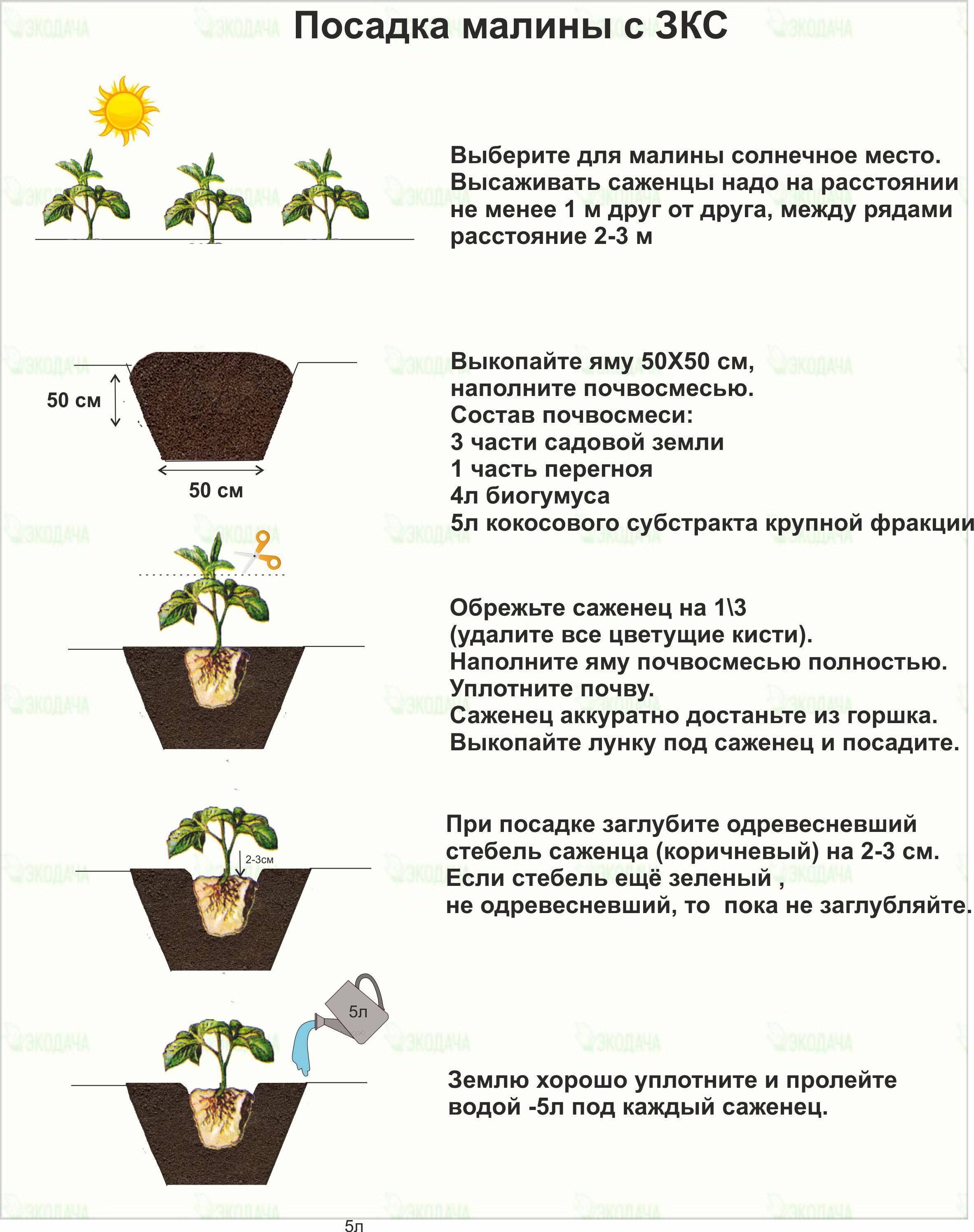 Схема посадки ежевики в открытом грунте расстояние между рядами и в ряду