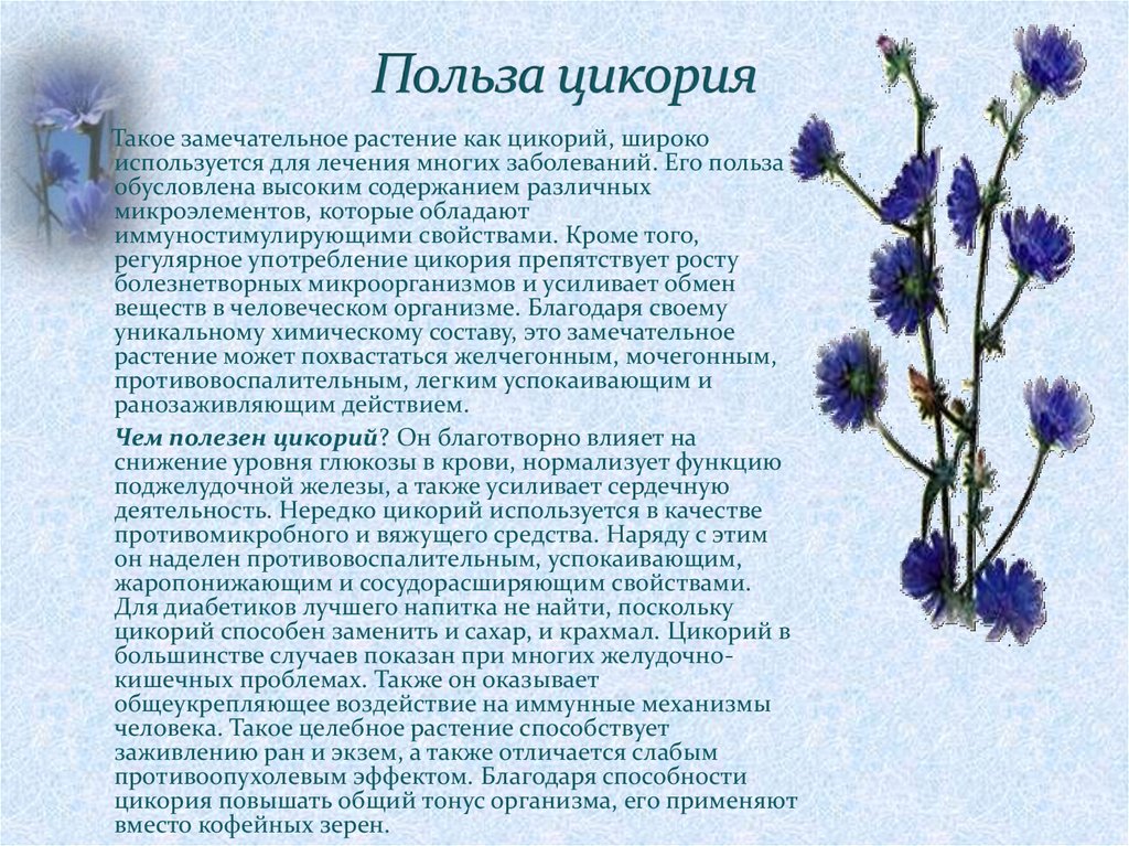 Растение цикорий: полезные свойства и противопоказания, от чего помогает цветок