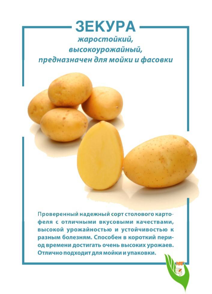Описание и характеристика картофеля сорта Зекура, правила посадки и ухода