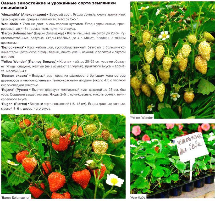 Земляника руяна: описание сорта, особенности выращивания, отзывы :: syl.ru