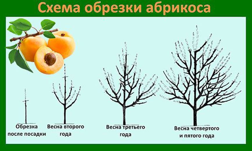 Как обрезать персик осенью: безопасные методы, советы по обрезке