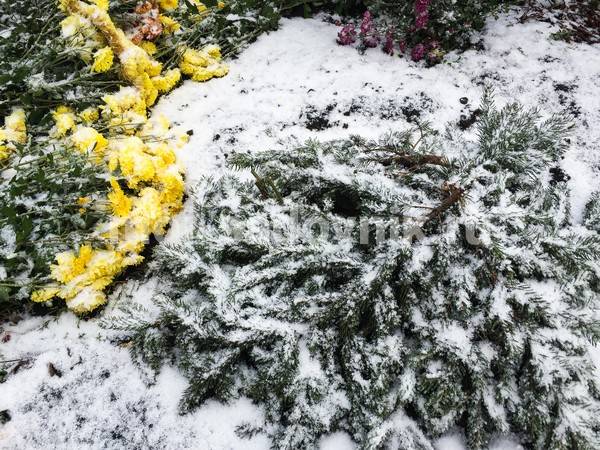 Нужно ли выкапывать хризантемы на зиму