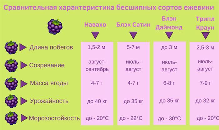 Сорта ежевики для подмосковья - 15 самых лучших и вкусных по отзывам