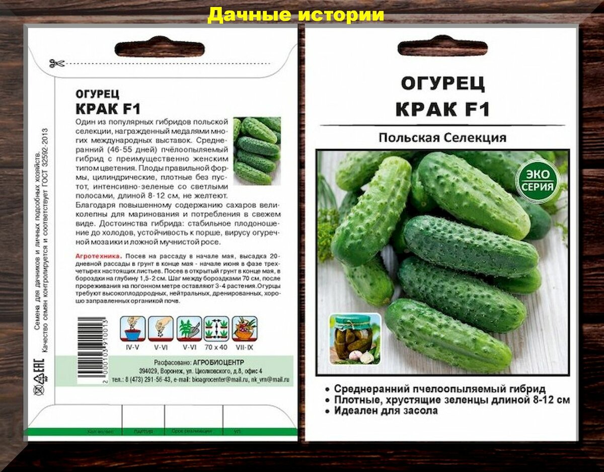 Описание сортов огурцов польской селекции, их выращивание и уход