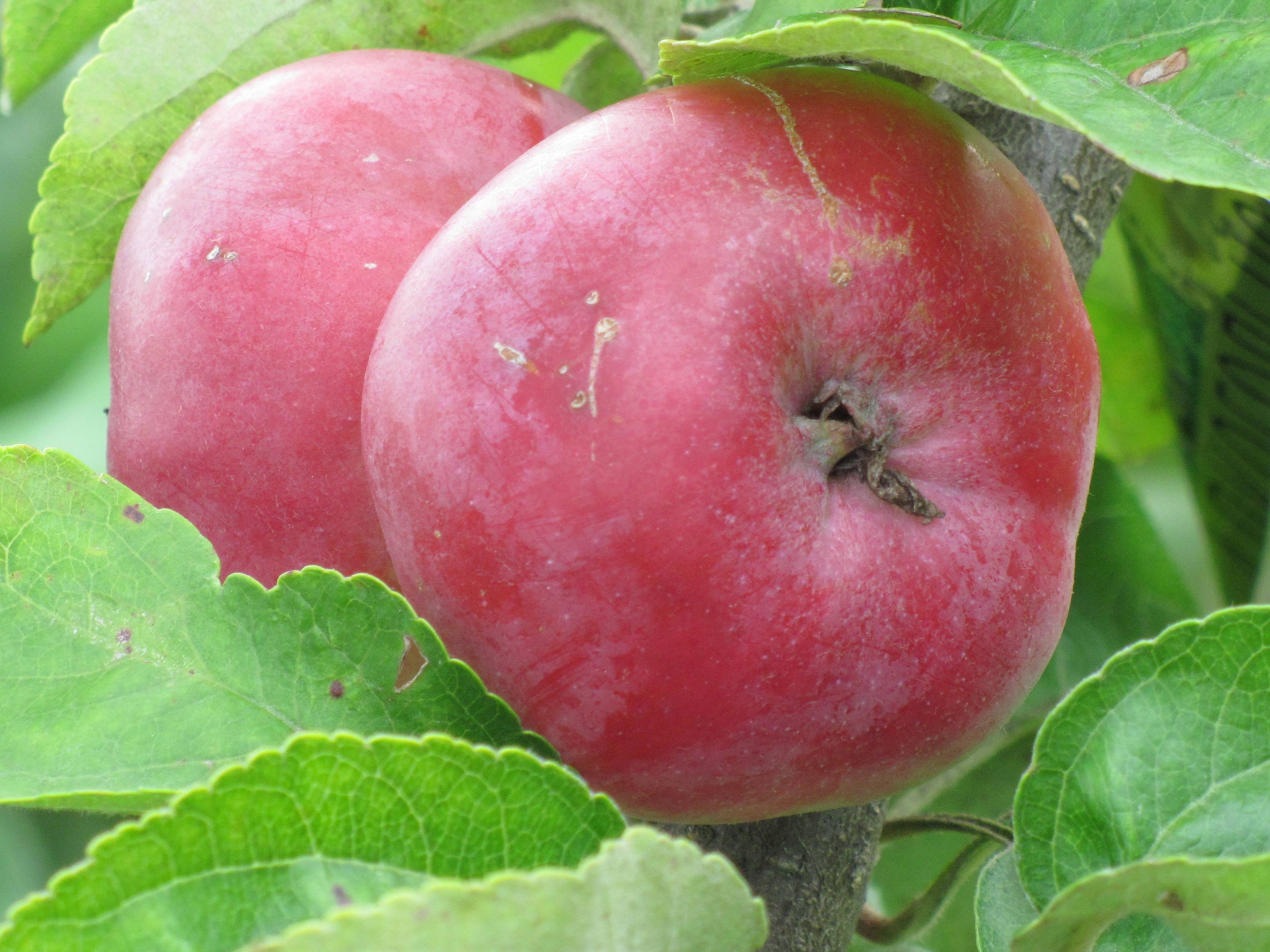 Описание сорта яблони антоновка: фото яблок, важные характеристики, урожайность с дерева