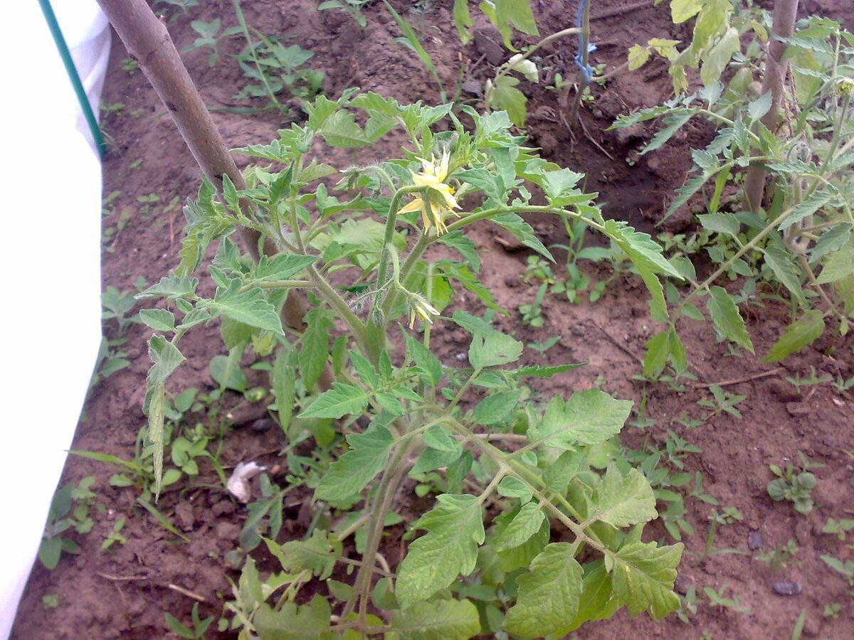 Почему желтеют листья у помидоров: что делать, причины, чем обработать и подкормить