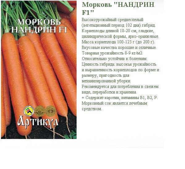 Описание и характеристики урожайной и высоколежкой моркови голландской селекции