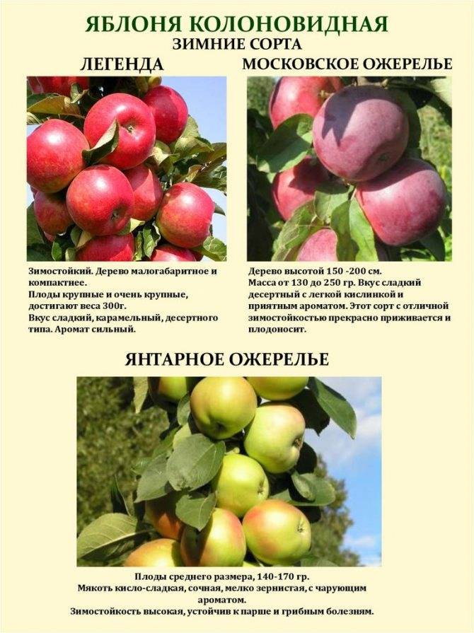 Колоновидная яблоня московское ожерелье: описание сорта, фото, отзывы