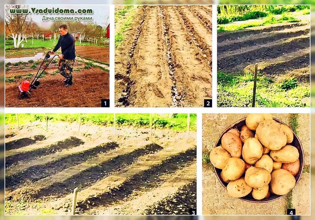 Выращивание картофеля по голландской технологии: особенности, правила, посадка с видео