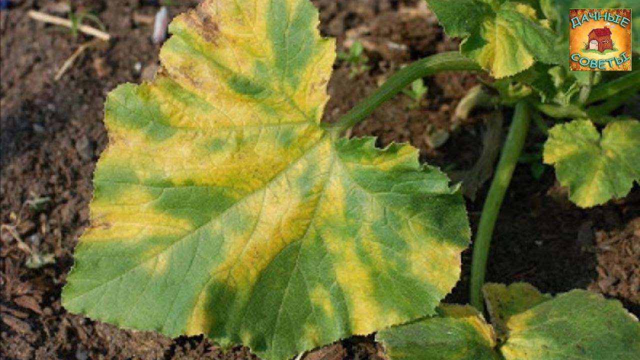 Почему желтеют листья у кабачков и что делать