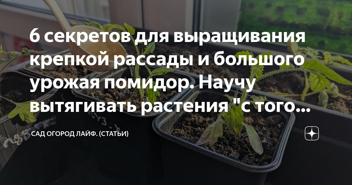 Все, что нужно знать о подсвечивании рассады: чем, когда и нужно ли досвечивать сеянцы